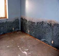 mould removal